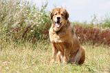 DOGUE DU TIBET 048